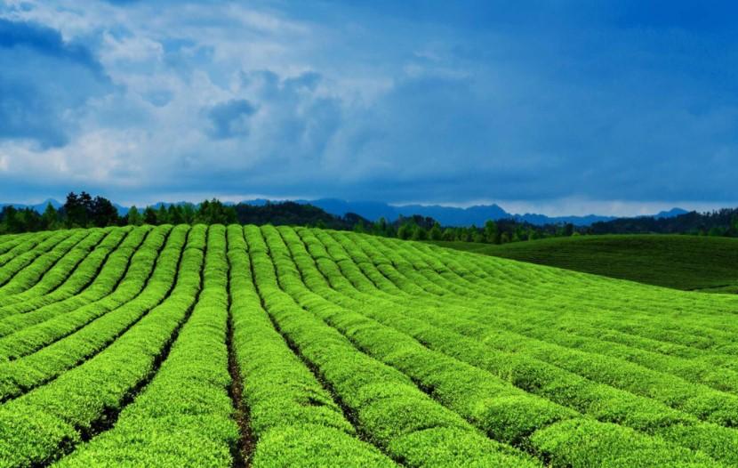 高山绿茶的功效与作用 高山绿茶是什么茶