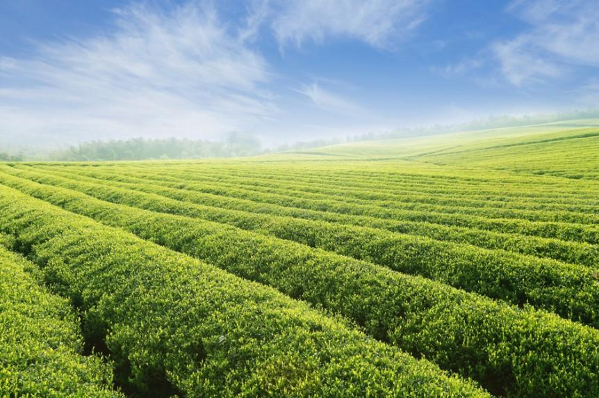饮茶的保健作用“茶乃养生之仙药，延龄之妙术