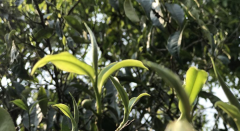 武夷山燕子窠生态茶园的岩茶：绿色发展伴茶香