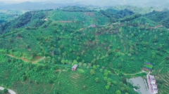 发挥科研机构优势 助力梧州六堡茶产业高质量发