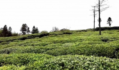 贵州都匀：积极助推茶产业高质量发展