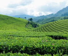 中国茶叶生产布局是如何变迁的
