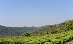 福建政和县比较有名的茶--政和工夫茶和白牡丹茶