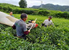 印江县机采夏秋茶，有效提高茶青下树率