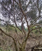 贵州雷山发现一株罕见千年古茶树