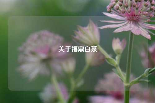 关于福鼎白茶  第1张