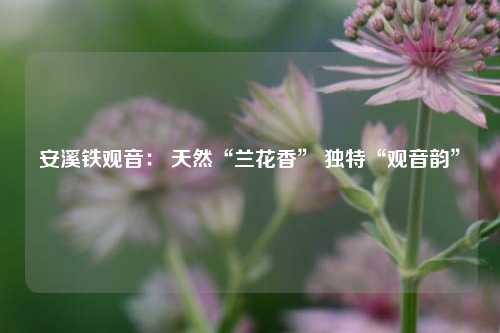 安溪铁观音： 天然“兰花香” 独特“观音韵”