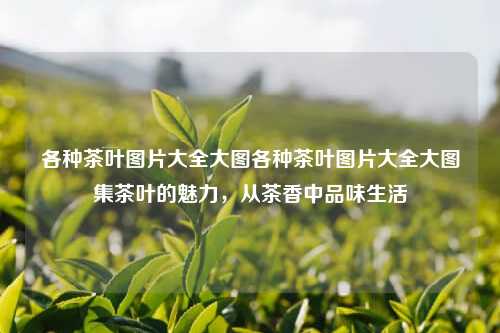 各种茶叶图片大全大图各种茶叶图片大全大图集茶叶的魅力，从茶香中品味生活