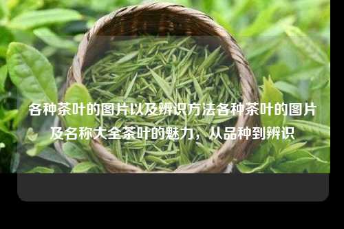 各种茶叶的图片以及辨识方法各种茶叶的图片及名称大全茶叶的魅力，从品种到辨识