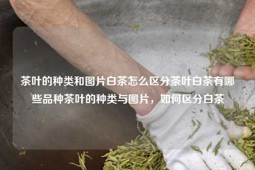 茶叶的种类和图片白茶怎么区分茶叶白茶有哪些品种茶叶的种类与图片，如何区分白茶