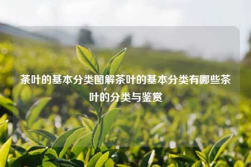 茶叶的基本分类图解茶叶的基本分类有哪些茶叶的分类与鉴赏