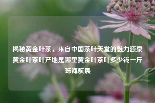 揭秘黄金叶茶，来自中国茶叶天堂的魅力源泉黄金叶茶叶产地是哪里黄金叶茶叶多少钱一斤珠海航展