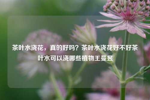 茶叶水浇花，真的好吗？茶叶水浇花好不好茶叶水可以浇哪些植物王曼昱