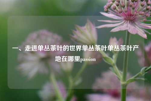 一、走进单丛茶叶的世界单丛茶叶单丛茶叶产地在哪里passion