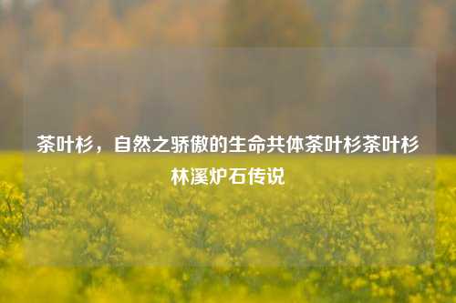 茶树叶杉：自然的生命共体及茶叶源地的风采