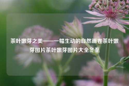 茶叶嫩芽之美——一幅生动的自然画卷茶叶嫩芽图片茶叶嫩芽图片大全冬至