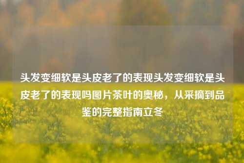 头发变细软是头皮老了的表现头发变细软是头皮老了的表现吗图片茶叶的奥秘，从采摘到品鉴的完整指南立冬