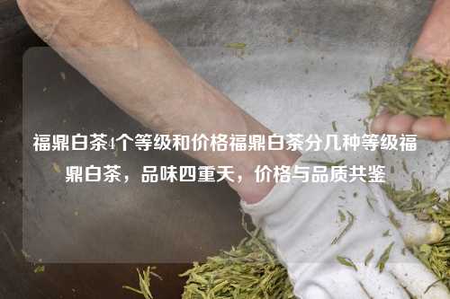 福鼎白茶4个等级和价格福鼎白茶分几种等级福鼎白茶，品味四重天，价格与品质共鉴